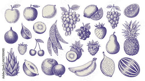 Minimalist hand drawn sketch fruits vector illustration. Natural tropical fruits. Dragon fruit, pineapple, coconut, citrus, banana, fig, apple, grape, lemon, banana, pomegranate, fig, strawberry.
