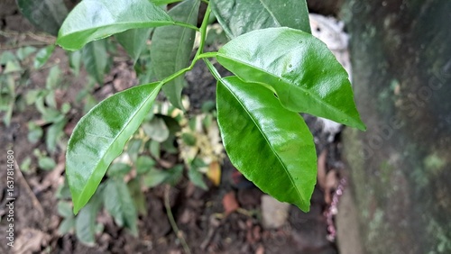 Wallpaper Mural Green Lemon Tree Leaves on Nature Background Torontodigital.ca