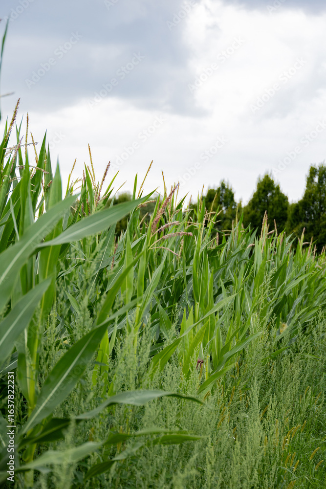 Fototapeta premium Green cornfield under cloudy sky landscape