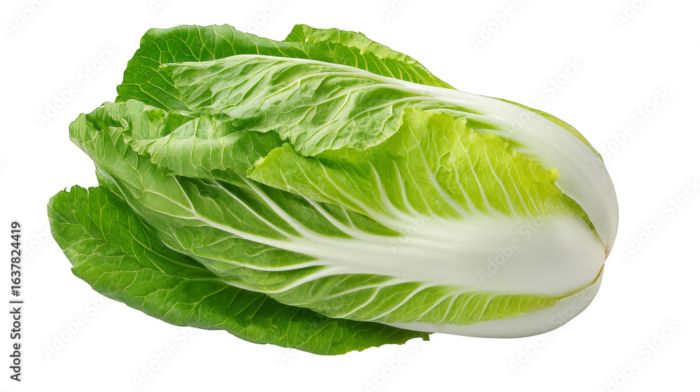 Whole Napa Cabbage on a White Background. Whole Napa Cabbage on a White Background.