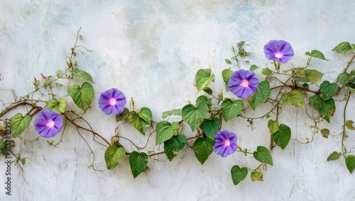 Purple flowers climbing a light gray wall