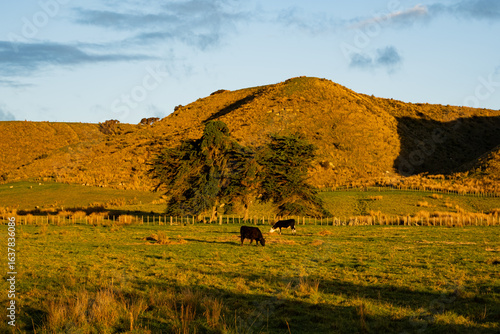 Cows in a field at golden hour