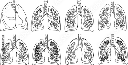 Human lung anatomy silhouette set, bronchial tree, alveoli structure, respiratory system, medical vector, black and white illustration series