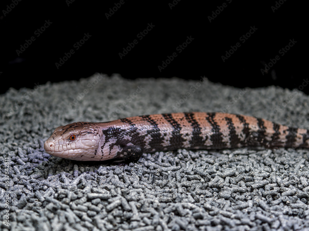 Obraz premium アオジタトカゲ