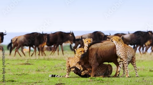 Epic Gang of Cheetahs in Fierce Attack on a Mighty Wildebeest