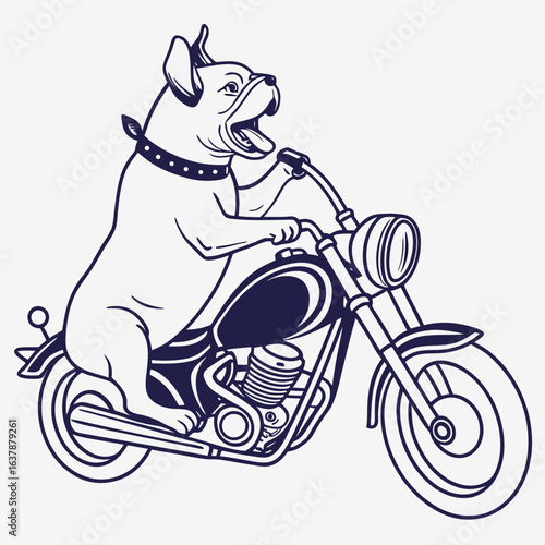 A determined bulldog wearing a studded collar riding a cool chopper motorcycle