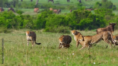 Pack of Cheetahs in Fierce Pursuit of a Baby Gazelle 4K