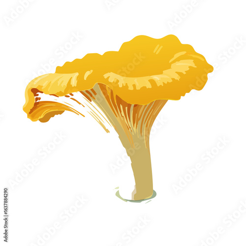 Golden chanterelle mushroom illustration, bright yellow fungi on black background, edible mushroom