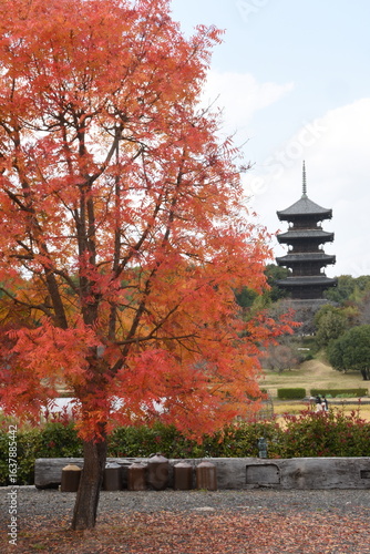 五重塔と櫂の木