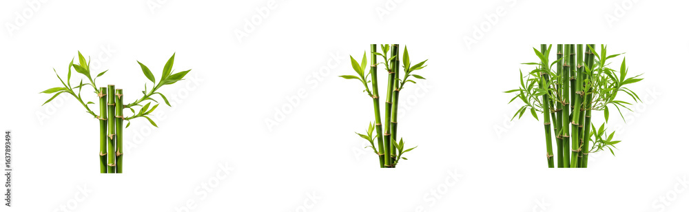 Obraz premium Bamboo growth stages natural environment botanical green plants nature concept. Cut out PNG set