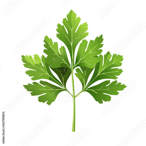 Green parsley leaf illustration on black background culinary herb symbol for fresh flavoring ingredient
