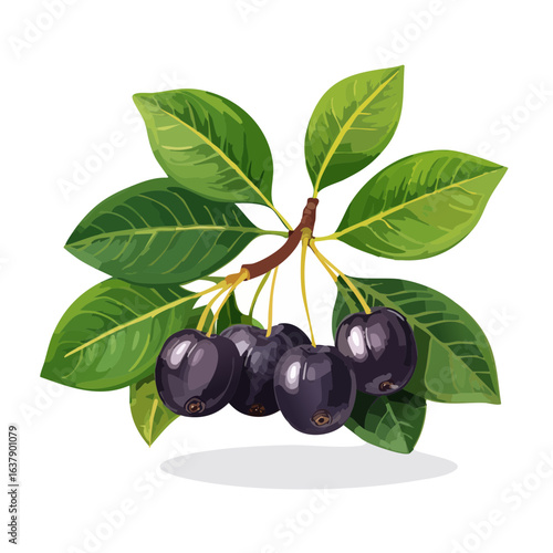 Illustration of ripe Java plums hanging on a branch with green leaves against a dark background