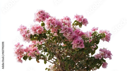 Bougainvillea Spectabilis Isolated displaying its bright pink bracts and green leaves
