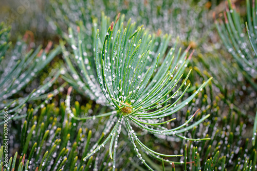 Fotografie Fir tree foliage infested with woolly adelgid pests revealing white cottony growths and damaged needles, severe insect infestation in natural forest