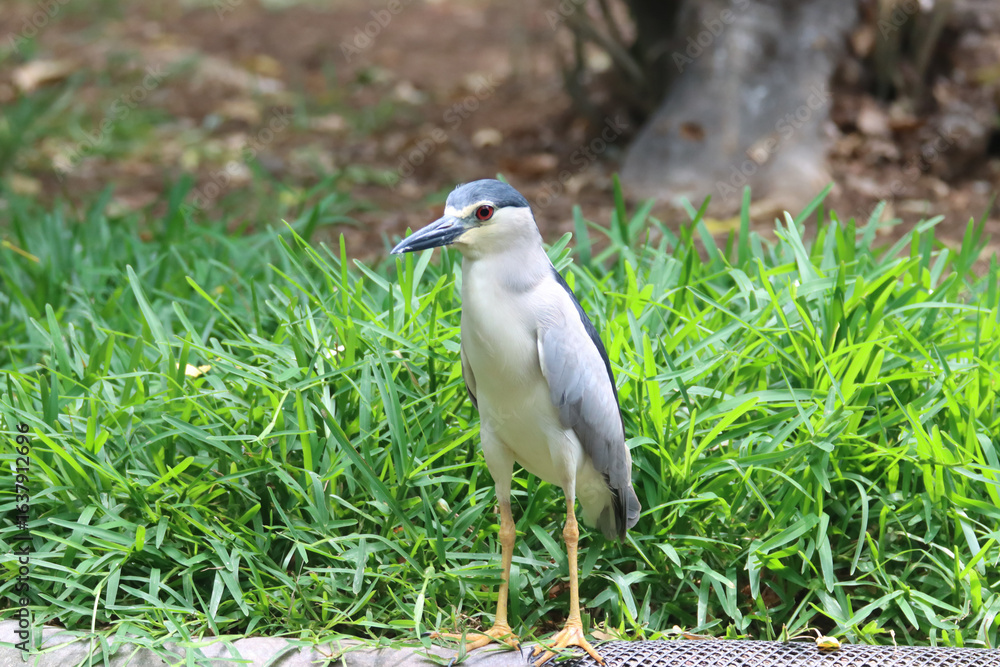 Fototapeta premium The black-crowned night heron or black-capped night heron, is a medium-sized heron - closeup shot