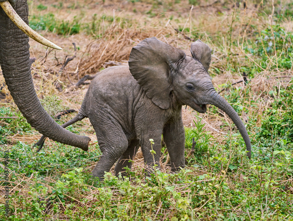 Obraz premium Playful Baby Elephant with Mother’s Trunk, Tanzania