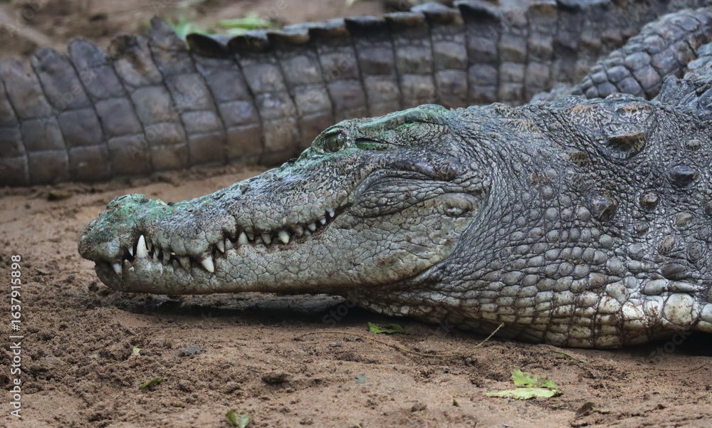 Obraz premium Close-up of a crocodile with a textured, scaly hide, resting on sandy ground.