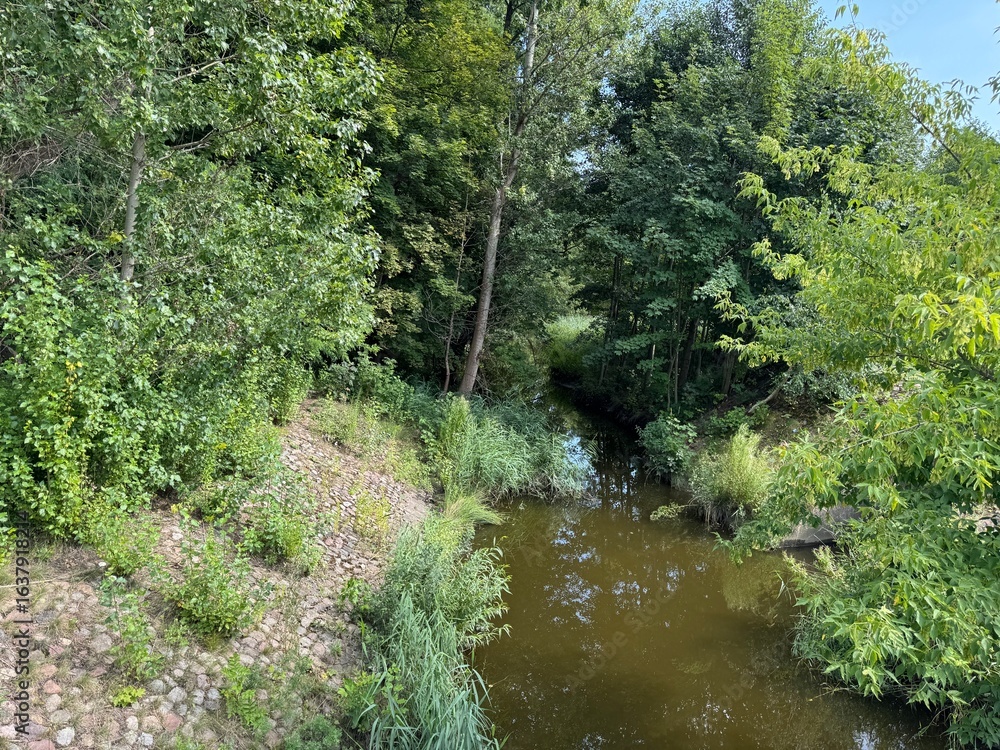 Fototapeta premium river in the forest