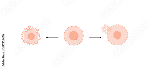 Necrosis and apoptosis of normal cell. cell death labeled outline diagram. Vector illustration	