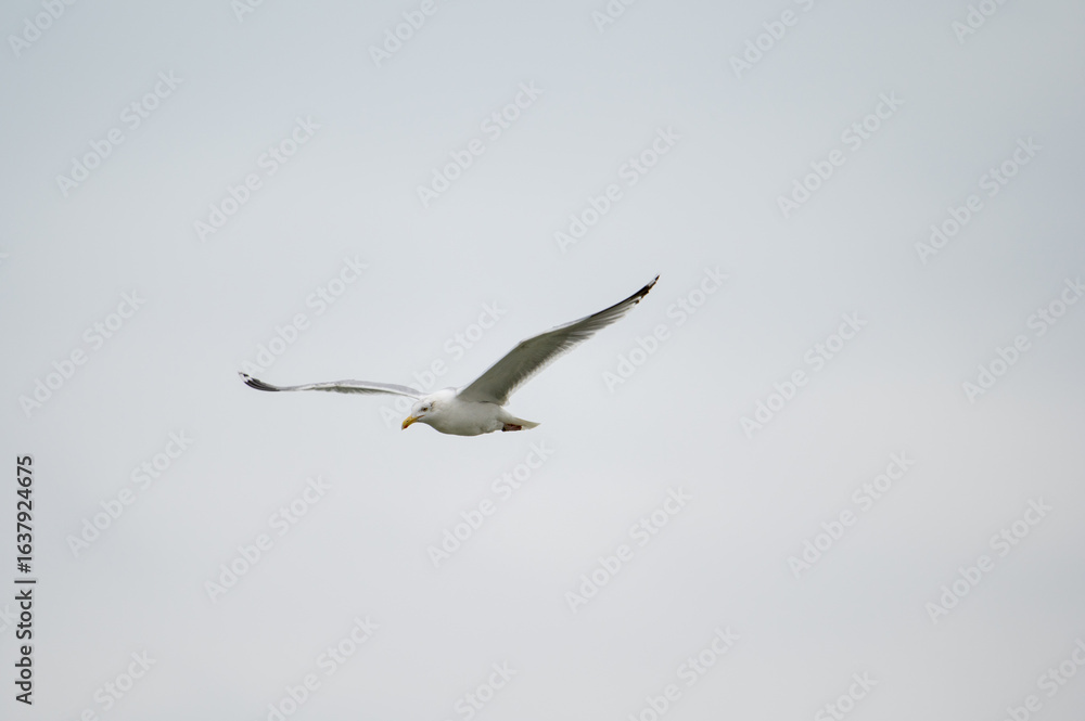 Silbermöwe im Flug Silbermöwe im Flug