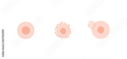 Necrosis and apoptosis of normal cell. cell death labeled outline diagram. Vector illustration