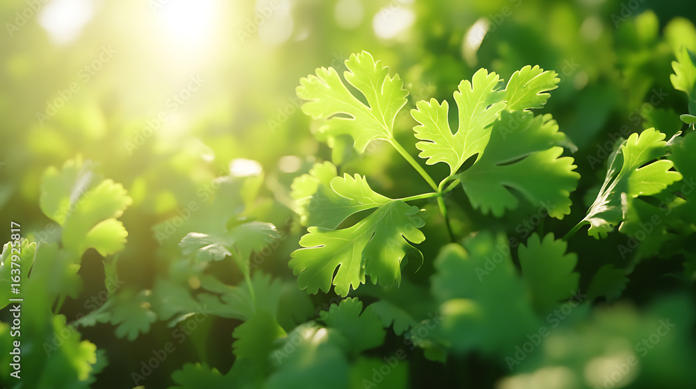 Fototapeta premium Fresh coriander leaves in sunlight