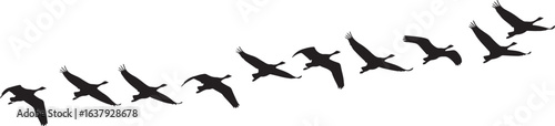 Silhouette of a flock of migrating geese in a V formation on a white background
