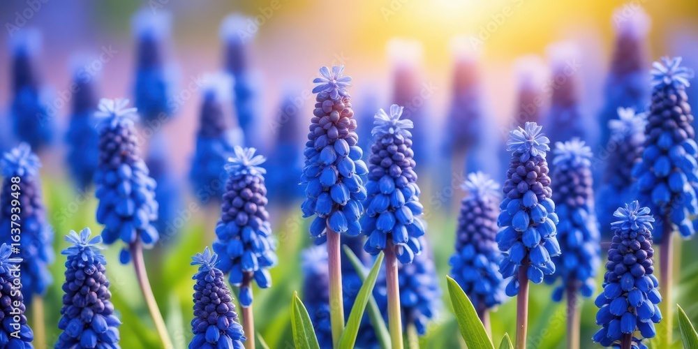 Fototapeta premium Blue flowers Muscari grape hyacinth blooming in a field on a sunny day