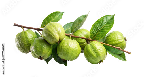 Wallpaper Mural A Fresh and Vibrant Image of Guava Fruits on a Tree Branch Torontodigital.ca