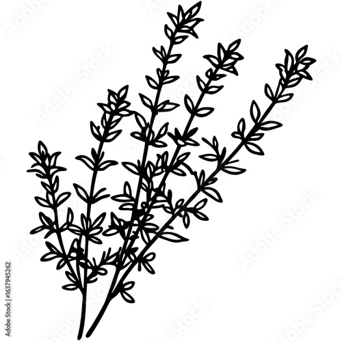 Thyme line art vector