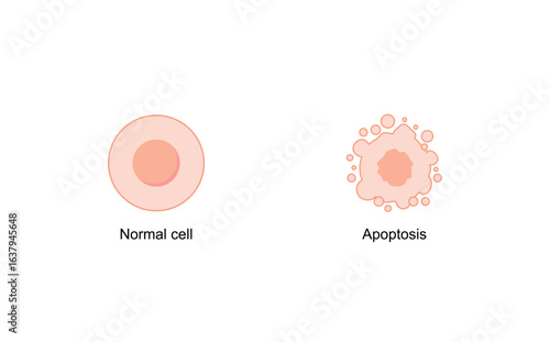 Apoptosis. Programmed cell death, vs normal cell. Vector illustration