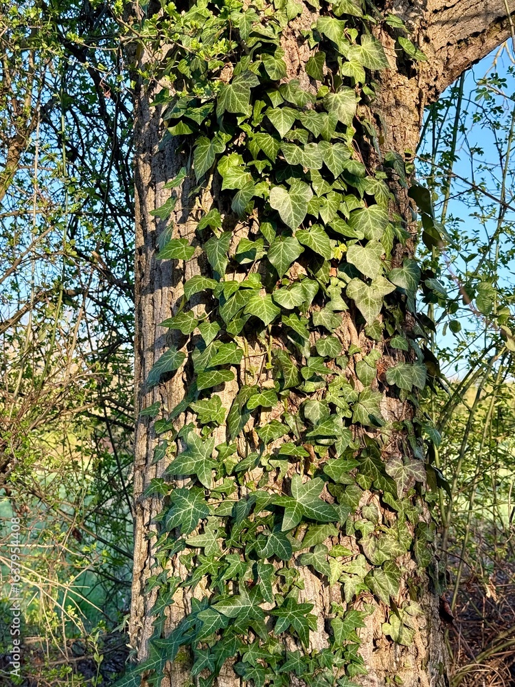 Fototapeta premium Gemeine Efeu Gewöhnlicher Efeu Pflanze Hedera Araliengewächse Araliaceae Ranke klettern wachsen immergrün Epheu plant Hedera Araliaceae tendril climbing growing evergreen inflorescence cotyledon leaf
