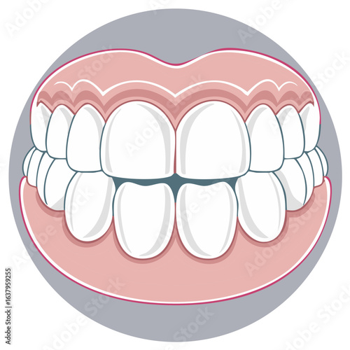 Anatomy of mouth with teeth. The upper and lower jaw. Oral hygiene and dental care. Dental health concept. Vector