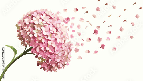 A delicate pink hydrangea with petals drifting away in a soft breeze against a white background scene