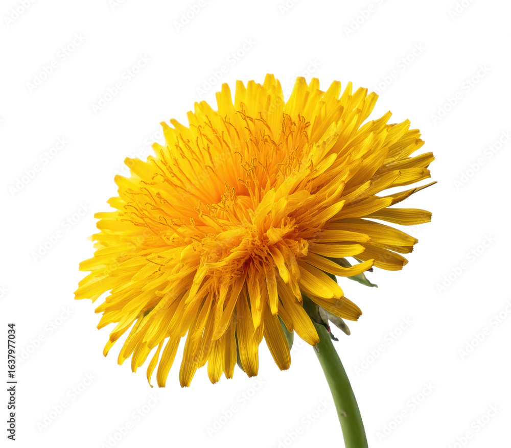 Dandelion blooming brightly nature, isolated on transparent background, png Dandelion blooming brightly nature, isolated on transparent background, png