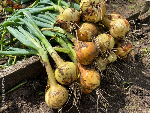 harvested onions in the garden close-up