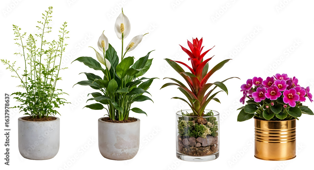 Fototapeta premium Set of various Houseplants: Asparagus, Spathiphyllum, Guzmania, Episcia isolated on transparent background