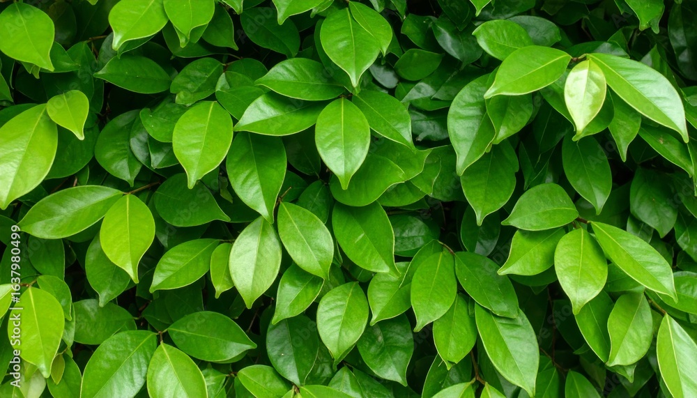 A dense arrangement of vibrant green leaves, showcasing their glossy texture and rich colors, creates a lush and natural aesthetic. A dense arrangement of vibrant green leaves, showcasing their glossy texture and rich colors, creates a lush and natural aesthetic.