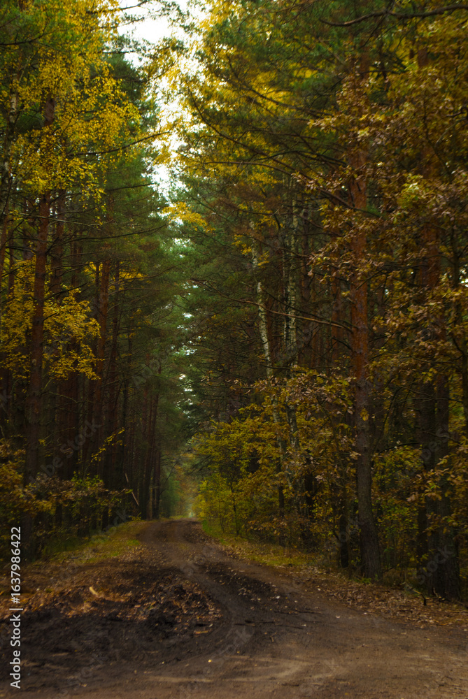 Fototapeta premium forest road