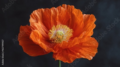 Vibrant orange poppy flower with intricate petal details against dark backdrop