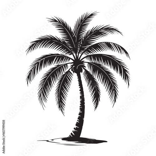 Black Silhouette of a Single Palm Tree on White Background tropical nature