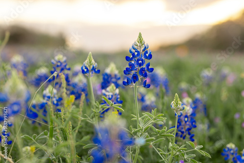 Close up Texas Bluebonnet
