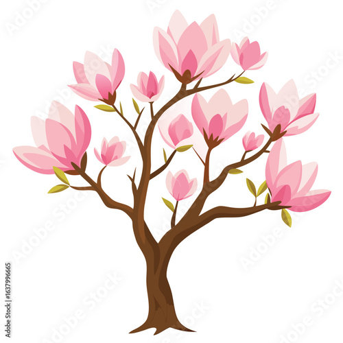 Magnolia tree in bloom with large white pink flowers botanical spring garden illustration