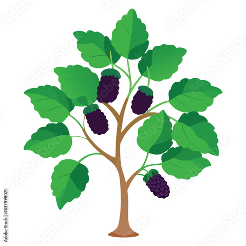 Mulberry tree with dark green foliage and ripening fruit botanical plant illustration