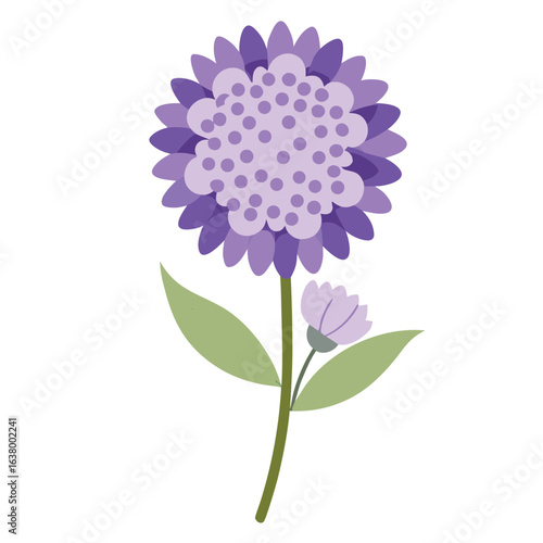 Scabiosa pincushion flower with lavender petals and green foliage