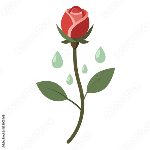 Single rosebud closed in early bloom with gentle red petals