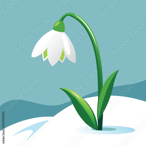 Snowdrop flower emerging from snow with pure white blooms in winter