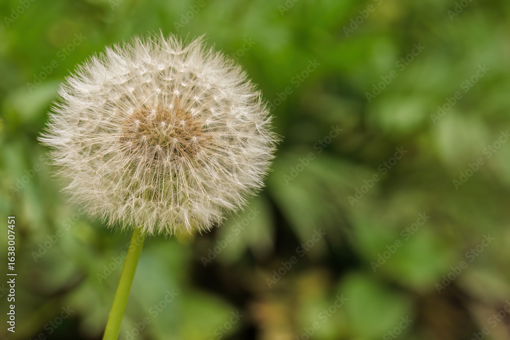 Fototapeta premium A perfect dandelion seedhead against a green background, in a garden in the eastern Andean mountains of central Colombia, near the town of Villa de Leyva.
