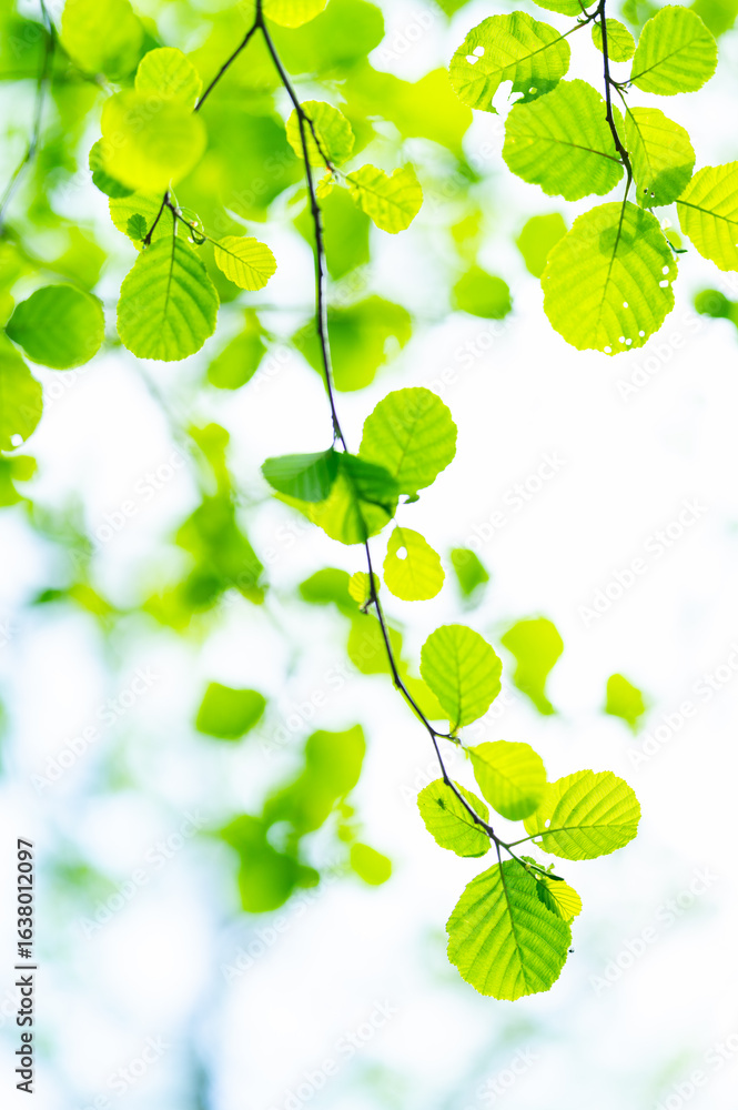Obraz premium Green leaves of the alder tree (Alnus glutinosa) in spring. Cantabria, Spain, Europe