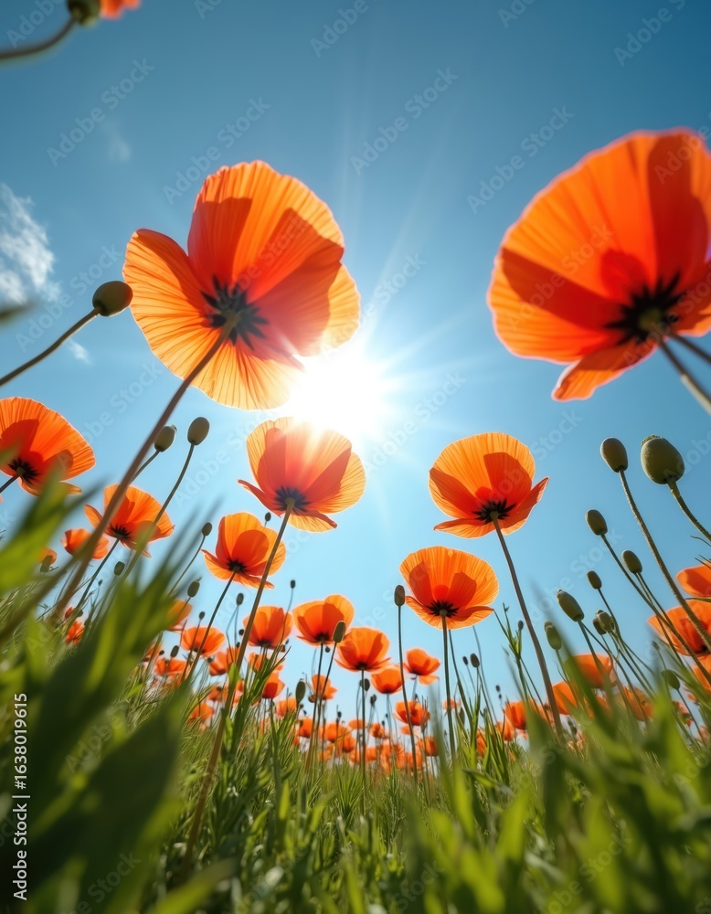 Obraz premium Field of vibrant red poppies in full bloom under clear blue summer sky. Sun shines brightly, illuminating delicate petals with backlit glow. Low angle perspective emphasizes vastness of floral